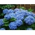 Hortensja ogrodowa  NIKKO BLUE - NAJBARDZIEJ NIEBIESKA  wśród wszystkich odmian